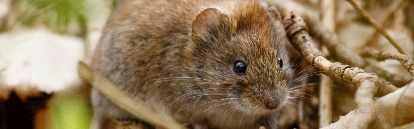 garden cleanup: targeting mice and voles - A Way To Garden