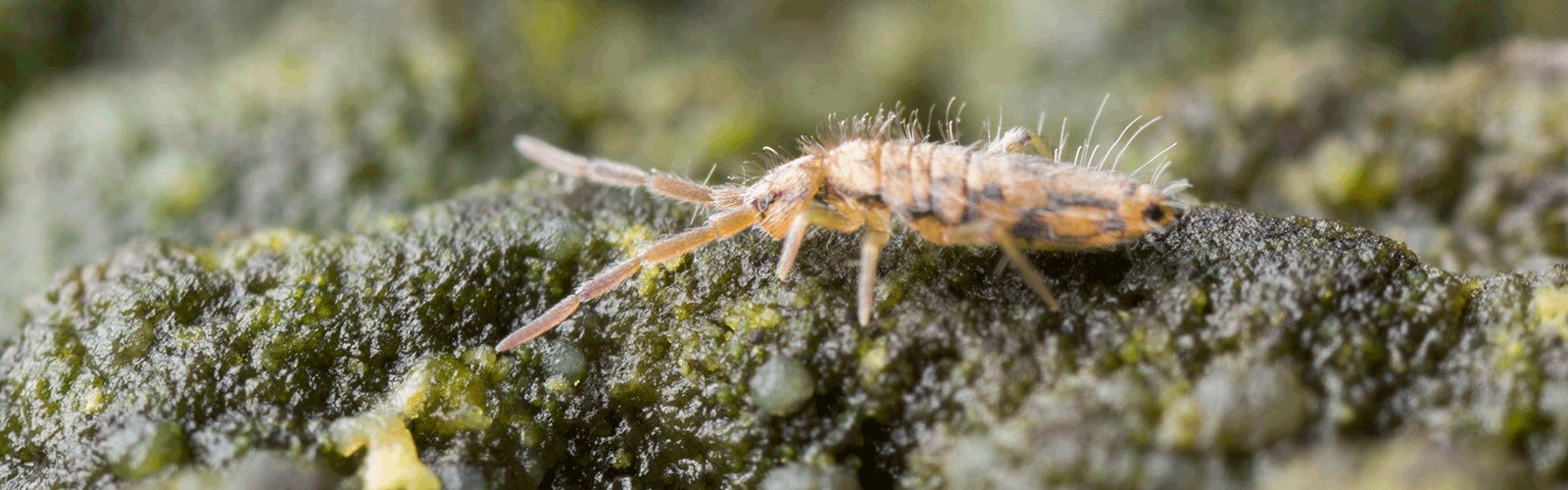 How to Get Rid of Springtail Bugs in MA, CT, RI, ME, NH, VT