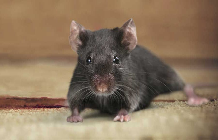 https://www.pests.org/wp-content/uploads/2023/02/Mice-in-Apartment.jpg