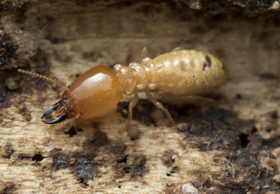 Musical Termites | Updated in 2024