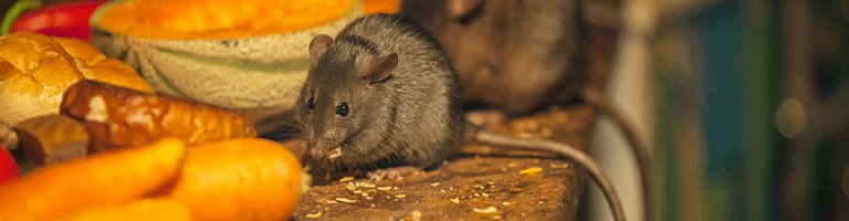 The Best Rodent Control is the Type That's Best for You