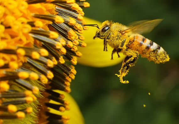Honeybee Feature 