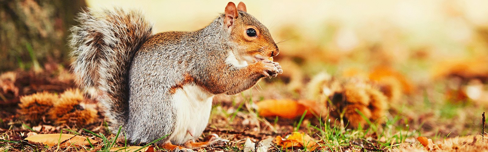 JT EATON Live Animal Trap: Rabbits, Squirrels, Other Medium Pest Animals