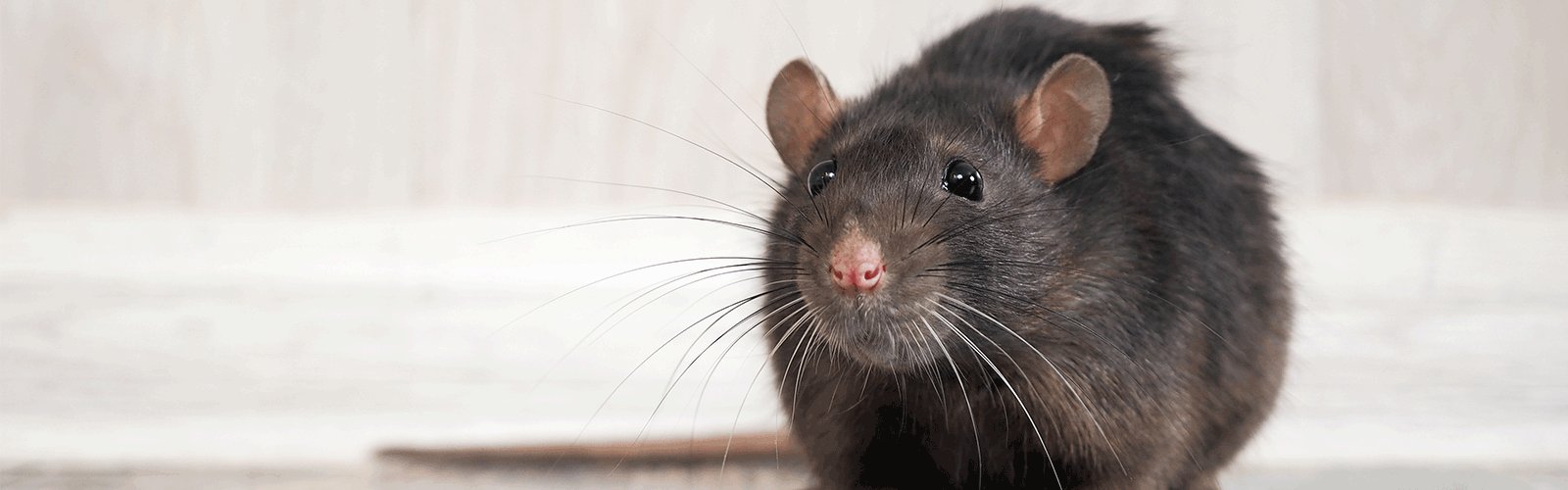 How to Get Rid of Mice - Eliminate Relentless Rodents From Your Home