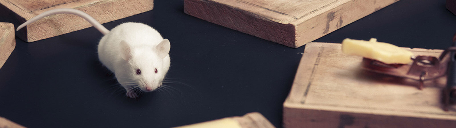 The 5 Best Humane Mouse Traps for Stopping an Infestation - A-Z