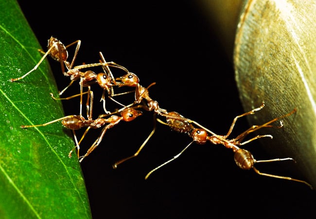 How to Get Rid of Outdoor Ants | Updated for 2024