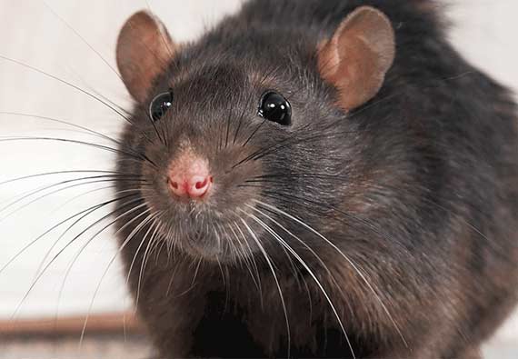 Reasons Why You Should Use Live Rat Traps - The Pest Experts Ayrshire