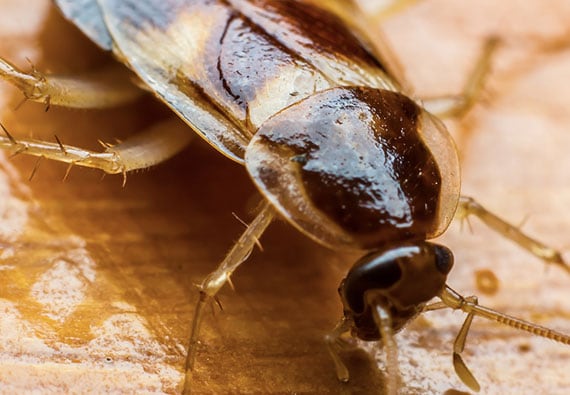 How to Make Natural Cockroach Baits With Sugar and Baking Soda