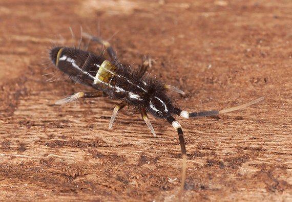 How to Get Rid of Springtails in Your Home